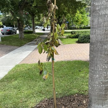 Smarty Plants Nursery - Orange Geiger Tree, day 4 - Nurseries & Gardening Near Me - Miami, Florida Smarty Plants Nursery - Orange Geiger Tree, day 4 - Nurseries & Gardening Near Me - Miami, Florida