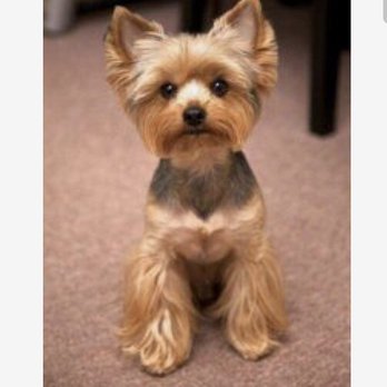Petco - what i asked for - Pet Stores Near Me - Las Vegas, Nevada Petco - what i asked for - Pet Stores Near Me - Las Vegas, Nevada