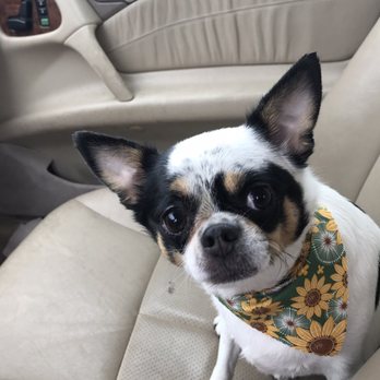 Ruff Cuts Grooming - Pet Groomers Near Me - Manchester, Connecticut