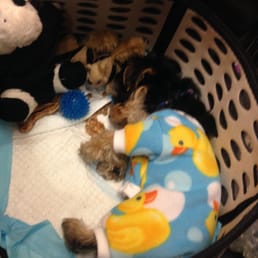 Baby Morkie Puppy