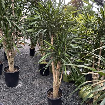 Toro Nursery - Nurseries & Gardening Near Me - Torrance, California Toro Nursery - Nurseries & Gardening Near Me - Torrance, California