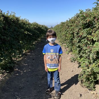 Gizdich Ranch - Ollalieberry fields - Bakeries Near Me - Watsonville, California Gizdich Ranch - Ollalieberry fields - Bakeries Near Me - Watsonville, California