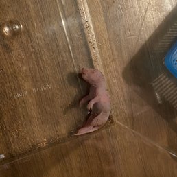 Rat died two days after I bought it! Boe wouldn't eat it but he'd literally slither away from it!