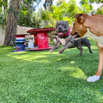 Vetted K9 - Pet Training Near Me - DeLand, Florida Vetted K9 - Pet Training Near Me - DeLand, Florida