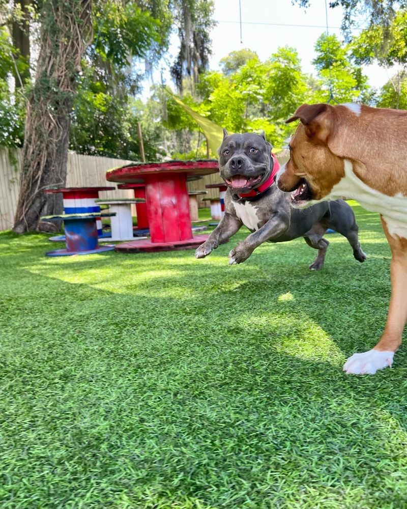 Vetted K9 - pet boarding facility in DeLand, FL