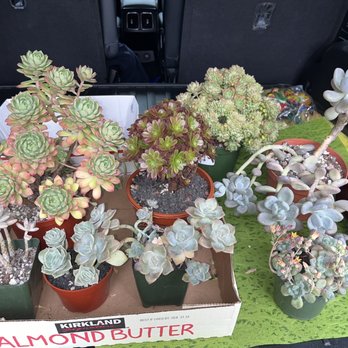 MiMi Nursery - Nurseries & Gardening Near Me - Garden Grove, California MiMi Nursery - Nurseries & Gardening Near Me - Garden Grove, California