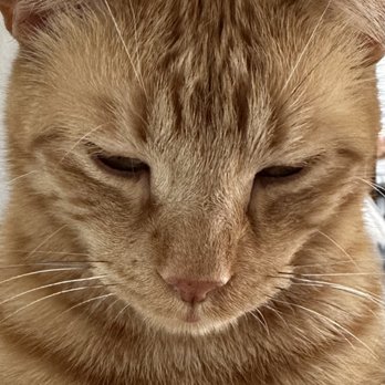 Oklahoma Veterinary Specialists - Thank you Dr Pratt and Celeste ~ Love, Tim - Veterinarians Near Me - Tulsa, Oklahoma