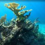 Sunshine State Scuba