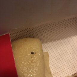 A baby roach in my food.