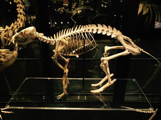 Manchester Museum by null