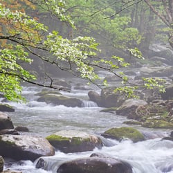 Dogwood Rain ... featured photo at the William Britten Gallery in Gatlinburg, TN