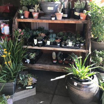 Bashas' - Greenery for sale - Grocery Near Me - Carefree, Arizona