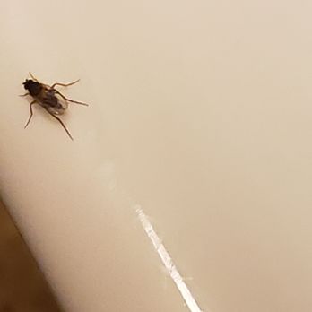Red Roof PLUS - Flea on the sink - Hotels Near Me - Woburn, Massachusetts