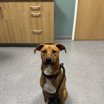 Pooler Veterinary Hospital - This good boy's patiently waiting for the doc - Veterinarians Near Me - Bloomingdale, Georgia Pooler Veterinary Hospital - This good boy's patiently waiting for the doc - Veterinarians Near Me - Bloomingdale, Georgia