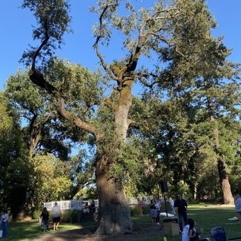 Charles Krug Winery - Beautiful tree to lounge under during the event - Venues & Event Spaces Near Me - St. Helena, California
