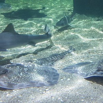 Hunstanton Sea-Life Sanctuary - Recreation Centers Near Me - Hunstanton, NFK