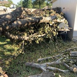 Dirt Cheap Mulch - The pile I brought them