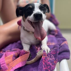 Hatteras Island Pet Resort