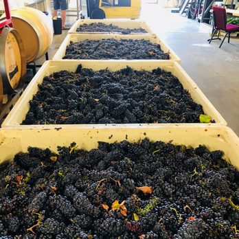 Old County Cellars - a large amount of grapes - Wineries Near Me - San Carlos, California Old County Cellars - a large amount of grapes - Wineries Near Me - San Carlos, California