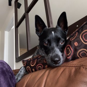 Petco - Doggo - Pet Stores Near Me - Poway, California