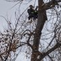 Photo of Thompson’s Tree Service