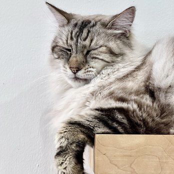 KitTea - Pet Adoption Near Me - San Francisco, California