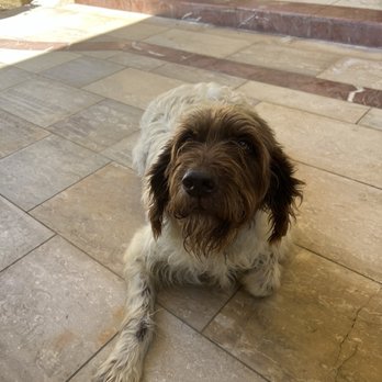 Pooch And Shears Mobile Grooming - Beforeeee!! - Pet Groomers Near Me Pooch And Shears Mobile Grooming - Beforeeee!! - Pet Groomers Near Me
