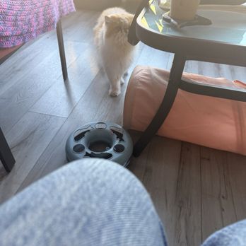 Bajah's Cat Cafe - Cafes Near Me - Tiverton, Rhode Island
