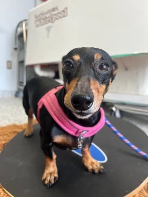 Infinite PawsAbilities