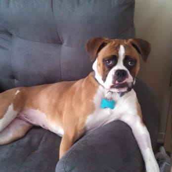 Dog Training Now - Pet Training Near Me - Hoffman Estates, Illinois Dog Training Now - Pet Training Near Me - Hoffman Estates, Illinois