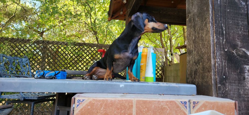 Austin Dog Academy - pet boarding facility in Austin, TX
