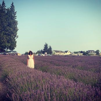 Purple Haze Lavender Farm - Flowers & Gifts Near Me - Sequim, Washington