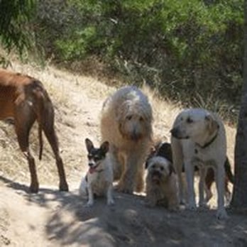 DogHiker.com - Dog Walkers Near Me - Redondo Beach, California DogHiker.com - Dog Walkers Near Me - Redondo Beach, California