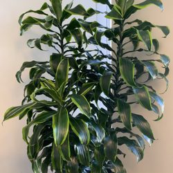 Plant Peddler - This plant does wonderfully indoors and is known as a Dorado. We have a nice amount of these to brighten up your workspace.