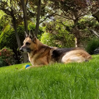 Long Island Veterinary Specialists - Achilles! - Veterinarians Near Me - Plainview, New York Long Island Veterinary Specialists - Achilles! - Veterinarians Near Me - Plainview, New York