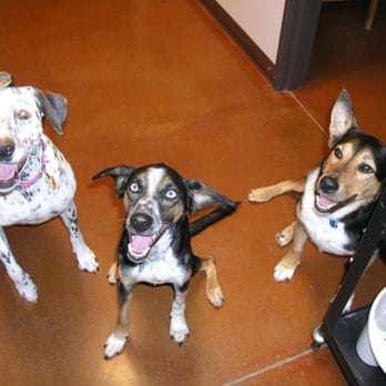 Allandale Veterinary Clinic - Lucy, Tater, and Konan - Veterinarians Near Me - Austin, Texas