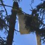 Photo of M&M Tree Service