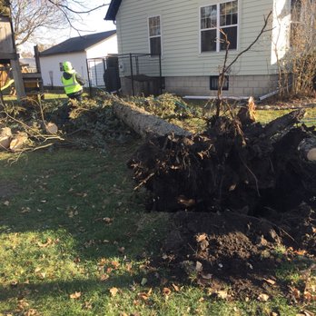 D Ryan Tree & Landscape - a fallen tree - Tree Services Near Me - Dekalb, Illinois