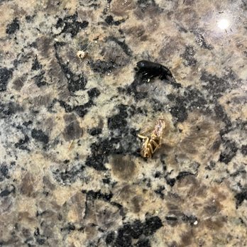 Park at Magnolia Apartments - Dead bugs in kitchen - Apartments Near Me - Magnolia, Texas Park at Magnolia Apartments - Dead bugs in kitchen - Apartments Near Me - Magnolia, Texas