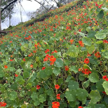 John McLaren Park - Wild flowers - Parks Near Me - San Francisco, California