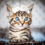 Photo of Linda Hamilton Photography