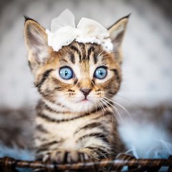 Linda Hamilton Photography - Pet Photography