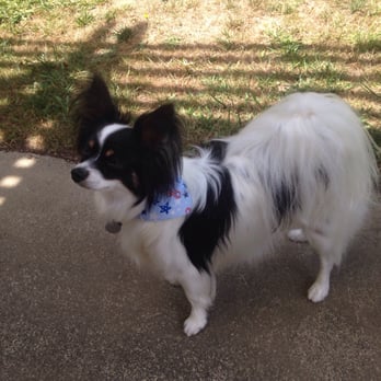 Lavender Paws Pet Spa - After-Beautiful Eevee! - Pet Groomers Near Me - Sebastopol, California Lavender Paws Pet Spa - After-Beautiful Eevee! - Pet Groomers Near Me - Sebastopol, California