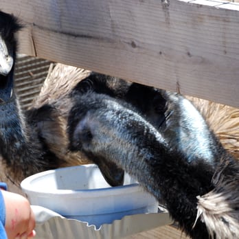 Ostrichland USA - Emus feeding - Attraction Farms Near Me - Solvang, California