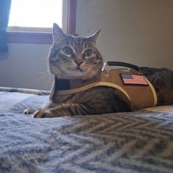 Upper Cumberland Veterinary Clinic - Angel
