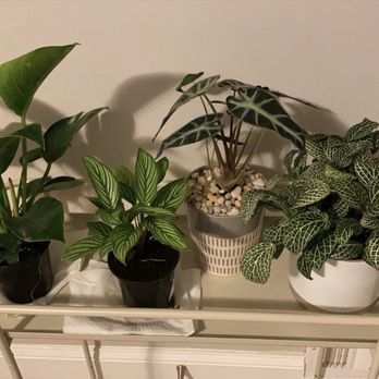 Seasons Nursery - left to right: philodendron birkin, calathea vittata (I believe), alocasia bambino, fittonia - Nurseries & Gardening Near Me - Gaithersburg, Maryland
