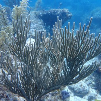 Diver's Paradise Miami - Scuba Diving Near Me - Key Biscayne, Florida