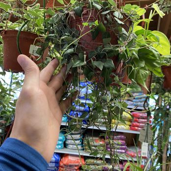 Almaden Valley Nursery - Nurseries & Gardening Near Me - San Jose, California Almaden Valley Nursery - Nurseries & Gardening Near Me - San Jose, California