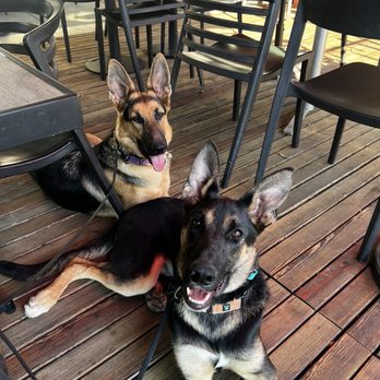 Dog On Fun - Luke and Lainey out at a restaurant with Dog on fun Dog Trainer Ian Ford. - Pet Sitting Near Me - Covina, California