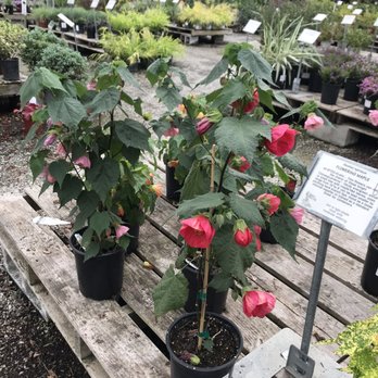 Regan Nursery - Getting one of these.... - Nurseries & Gardening Near Me - Fremont, California Regan Nursery - Getting one of these.... - Nurseries & Gardening Near Me - Fremont, California